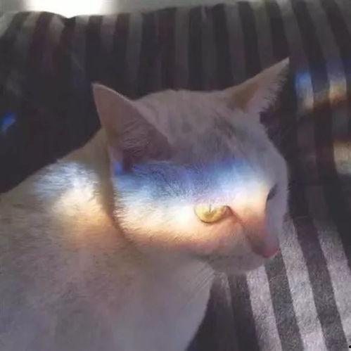 娱乐吃瓜小猫咪小说,小猫咪的娱乐圈冒险之旅