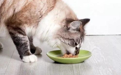 娱乐吃瓜酱猫猫,揭秘娱乐圈那些不为人知的幕后故事