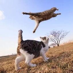 娱乐吃瓜猫捉鸟,一场趣味横生的捉鸟大戏