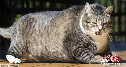 娱乐吃瓜酱胖猫,揭秘娱乐圈那些不为人知的幕后故事
