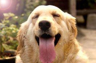 金毛市长娱乐吃瓜酱,揭秘娱乐圈幕后故事