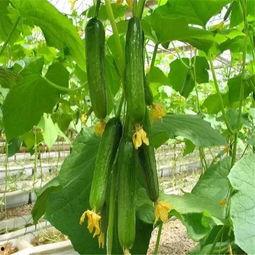 51娱乐网红吃瓜,揭秘娱乐圈幕后真相