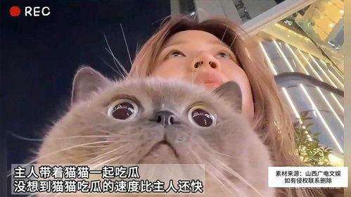 猫猫吃瓜娱乐圈,趣味横生的娱乐圈幕后故事