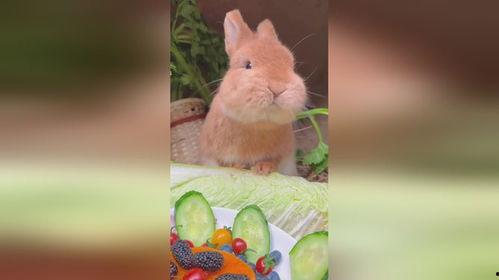 娱乐吃瓜小兔子视频大全,盘点热门视频大全