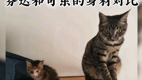 娱乐吃瓜酱牛奶猫,揭秘牛奶猫的神秘魅力