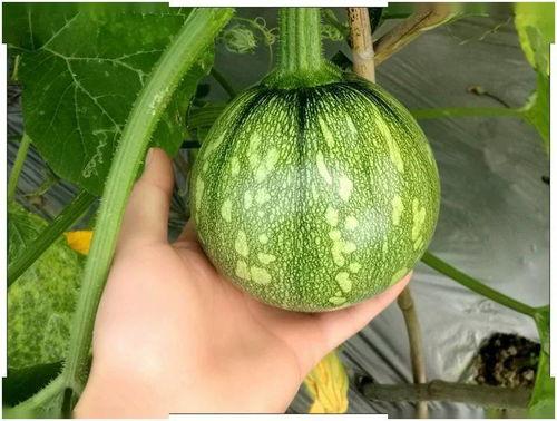 48dy8w娱乐吃瓜,揭秘吃瓜群众的狂欢盛宴