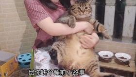 娱乐吃瓜酱剪猫